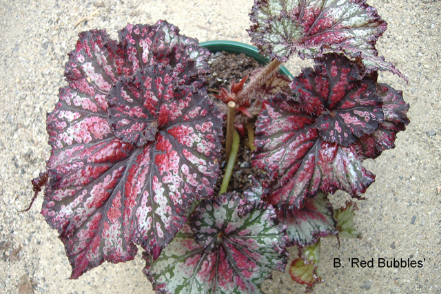 B. ‘Red Bubbles’